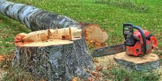 Best Tree Mulching  in Dunkirk, NY