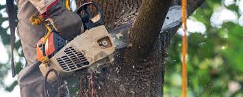 Best Tree Preservation Services  in Dunkirk, NY