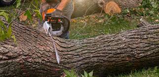  Dunkirk, NY Tree Removal Pros