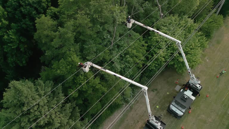 Professional Tree Removal in Dunkirk, NY