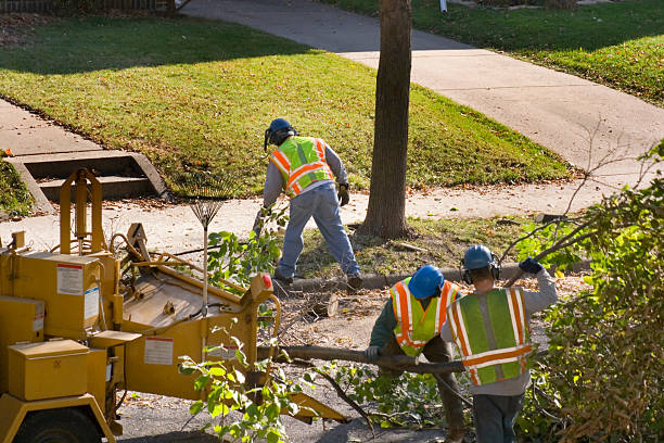 Best Tree Preservation Services  in Dunkirk, NY