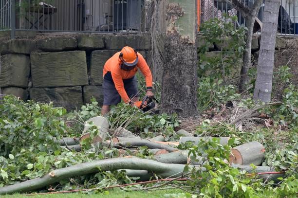 Best Tree Maintenance Programs  in Dunkirk, NY