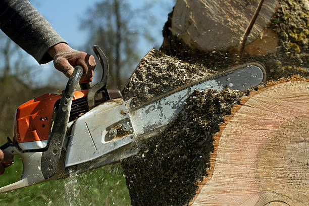 How Our Tree Care Process Works  in  Dunkirk, NY